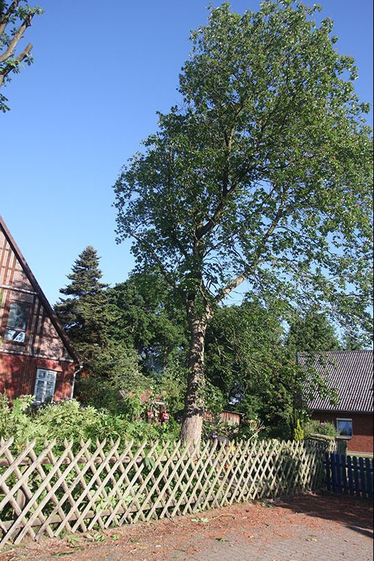 Baumfällung Lange in Uelzen Baumfällung