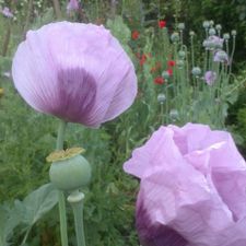 Baumfällung Lange in Uelzen Gartenpflege