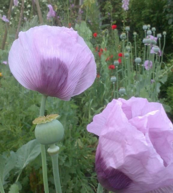 Baumfällung Lange in Uelzen Gartenpflege