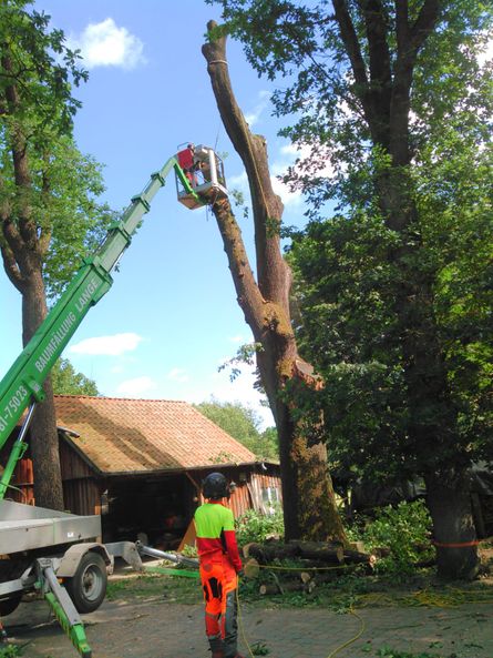 Baumfällung Lange in Uelzen