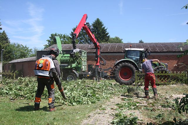 Baumfällung Lange in Uelzen Entsorgung