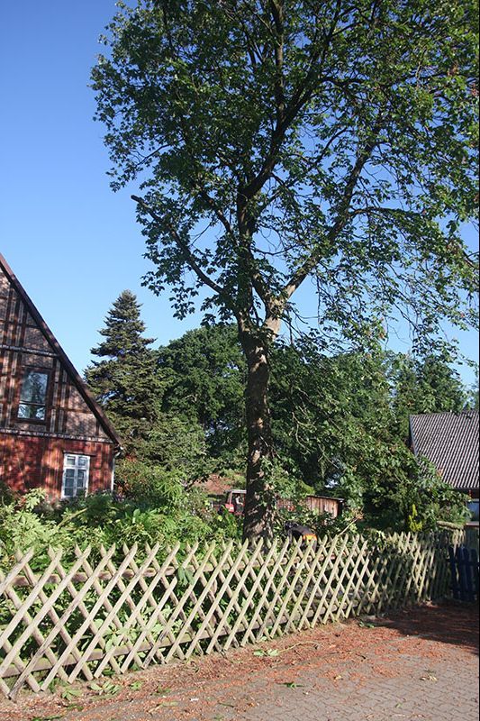 Baumfällung Lange in Uelzen Baumfällung