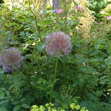 Baumfällung Lange in Uelzen Gartenpflege