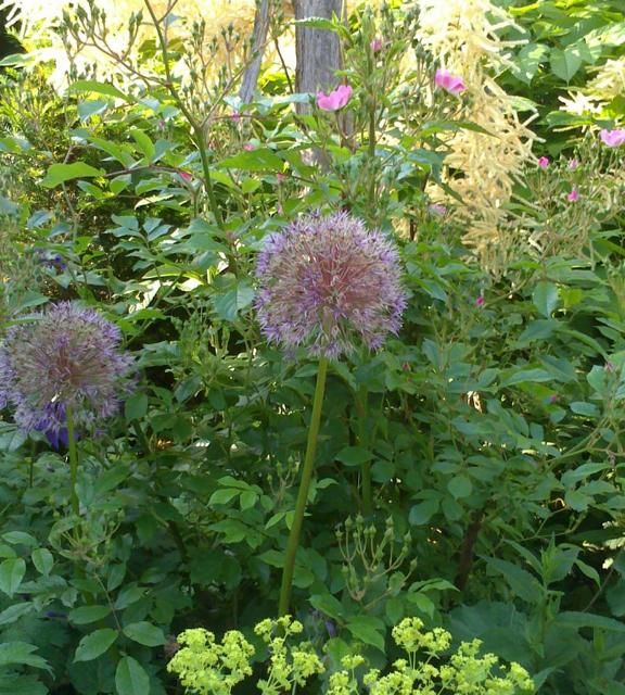 Baumfällung Lange in Uelzen Gartenpflege