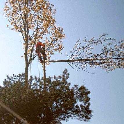 Baumfällung Lange in Uelzen Seilklettertechnik Baumpflege Leistungen