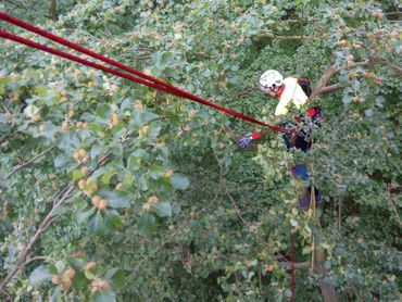 Baumfällung Lange in Uelzen Baumpflege