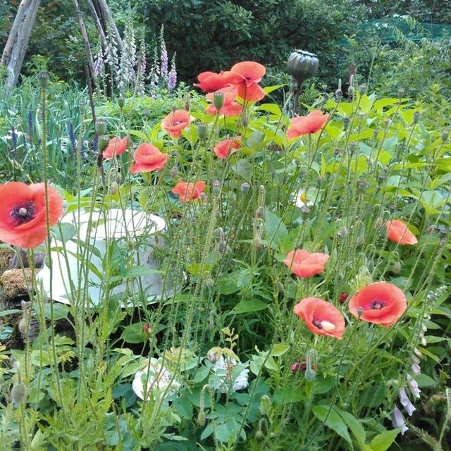 Baumfällung Lange in Uelzen Gartenpflege