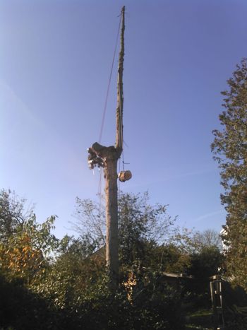 Baumfällung Lange in Uelzen Seilklettertechnik