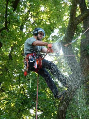 Baumfällung Lange in Uelzen SKT