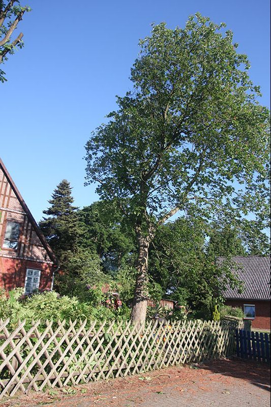 Baumfällung Lange in Uelzen Baumfällung