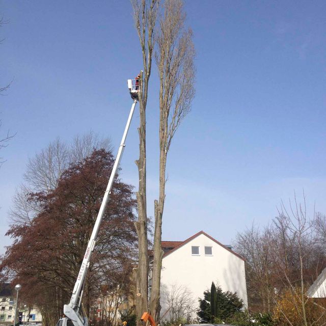 Baumfällung Lange in Uelzen Seilklettertechnik Baumpflege Leistungen